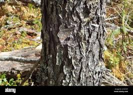 Attēlu rezultāti vaicājumam “Oeneis jutta”