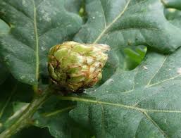 Attēlu rezultāti vaicājumam “Andricus foecundatrix”