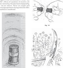 Image result for Viktor Grebennikov