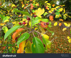 Attēlu rezultāti vaicājumam “Malus mandshurica”
