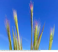 Attēlu rezultāti vaicājumam “Hordeum jubatum”