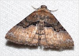 Attēlu rezultāti vaicājumam “Platyptilia sp.”