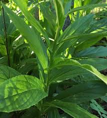 Image result for Digitalis lutea
