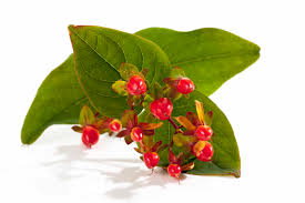 Attēlu rezultāti vaicājumam “Hypericum perforatum fruit”