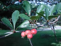 Attēlu rezultāti vaicājumam “Crataegus”