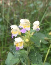Attēlu rezultāti vaicājumam “Galeopsis speciosa flower”