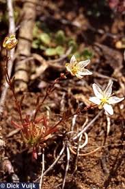 Attēlu rezultāti vaicājumam “Sagina nodosa”