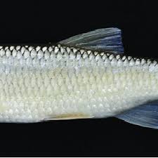 Image result for Squalius cephalus cavedanus