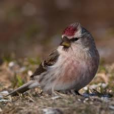 Attēlu rezultāti vaicājumam “Carduelis flammea”
