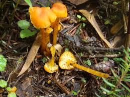 Attēlu rezultāti vaicājumam “Hygrocybe cantharellus”