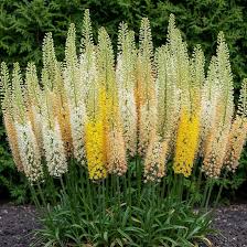 Image result for Steppenkerze