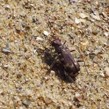 Attēlu rezultāti vaicājumam “Cicindela maritima”