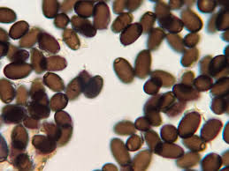 Attēlu rezultāti vaicājumam “Coprinus comatus”