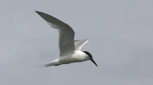 Attēlu rezultāti vaicājumam “Sterna sandvicensis adult”