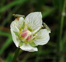 Attēlu rezultāti vaicājumam “Parnassiaceae”