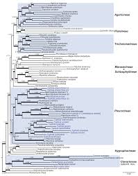 Attēlu rezultāti vaicājumam “Pistillaria sp.”