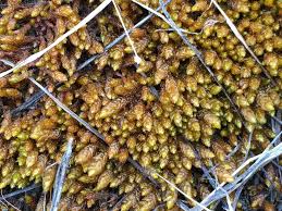 Attēlu rezultāti vaicājumam “Pseudocalliergon turgescens”