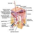 Skin - Wikipedia, the free encyclopedia