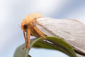 Attēlu rezultāti vaicājumam “Hepialus humuli female”