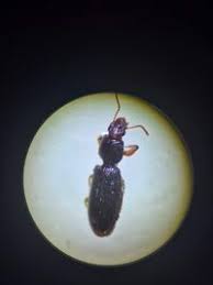 Attēlu rezultāti vaicājumam “Clivina fossor”