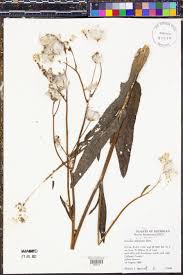 Attēlu rezultāti vaicājumam “Sonchus arvensis subsp. uliginosus flower”