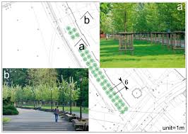 Attēlu rezultāti vaicājumam “Populus x petrowskyana”