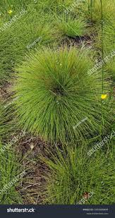 Attēlu rezultāti vaicājumam “Trichophorum cespitosum”