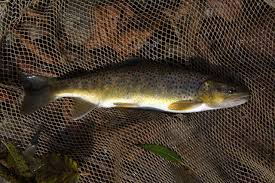 Image result for Salmo ciscaucasicus