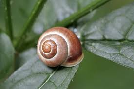 Attēlu rezultāti vaicājumam “Cepaea hortensis”