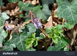 Attēlu rezultāti vaicājumam “Corydalis cava leaf”