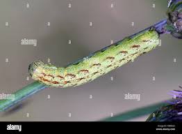 Attēlu rezultāti vaicājumam “Lacanobia contigua”