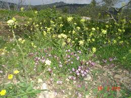 Attēlu rezultāti vaicājumam “Sinapis alba flower”
