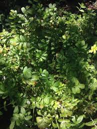 Image result for Potentilla anserina
