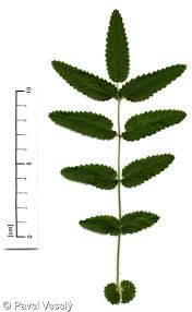 Attēlu rezultāti vaicājumam “Sanguisorba officinalis leaf”