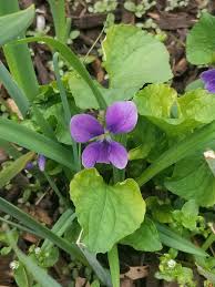 Attēlu rezultāti vaicājumam “Viola epipsila”