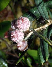 Attēlu rezultāti vaicājumam “Andromeda polifolia bud”