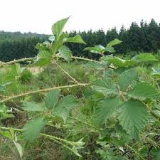 Attēlu rezultāti vaicājumam “Rubus nessensis leaf”