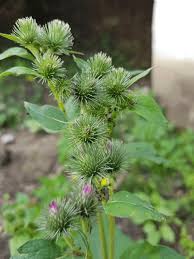 Attēlu rezultāti vaicājumam “Arctium nemorosum”