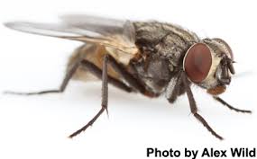 Attēlu rezultāti vaicājumam “Musca domestica”