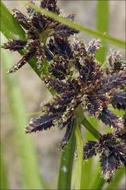 Attēlu rezultāti vaicājumam “Cyperus fuscus”