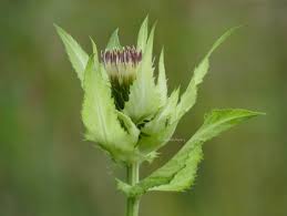 Attēlu rezultāti vaicājumam “Cirsium oleraceum leaf”