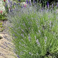 Image result for Lavendel