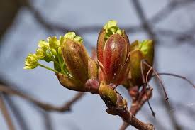Attēlu rezultāti vaicājumam “Acer platanoides bud”