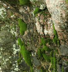 Attēlu rezultāti vaicājumam “Distichium capillaceum”