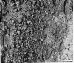 Attēlu rezultāti vaicājumam “Fellhanera subtilis”