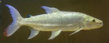 Image result for Goliath Tigerfish