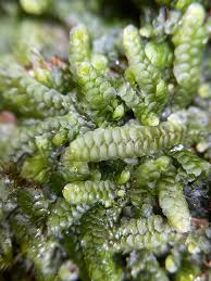 Attēlu rezultāti vaicājumam “Calypogeia muelleriana”