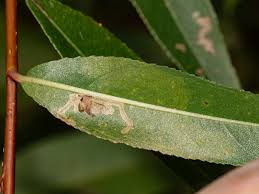 Attēlu rezultāti vaicājumam “Bucculatrix rhamniella”