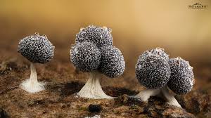 Attēlu rezultāti vaicājumam “Physarum straminipes”