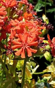 Attēlu rezultāti vaicājumam “Silene chalcedonica flower”